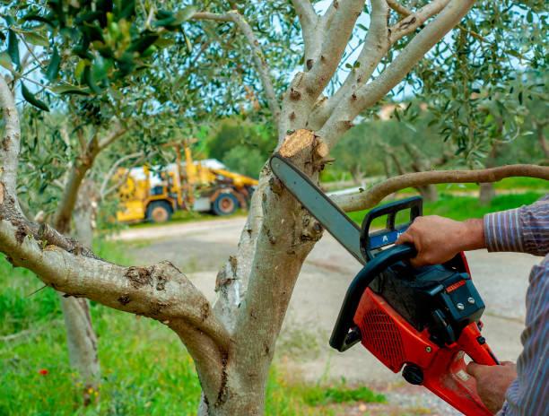 Emergency Storm Tree Removal in West View, PA